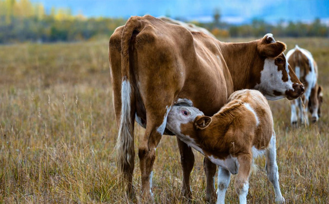 母牛过肥过瘦对繁殖的影响