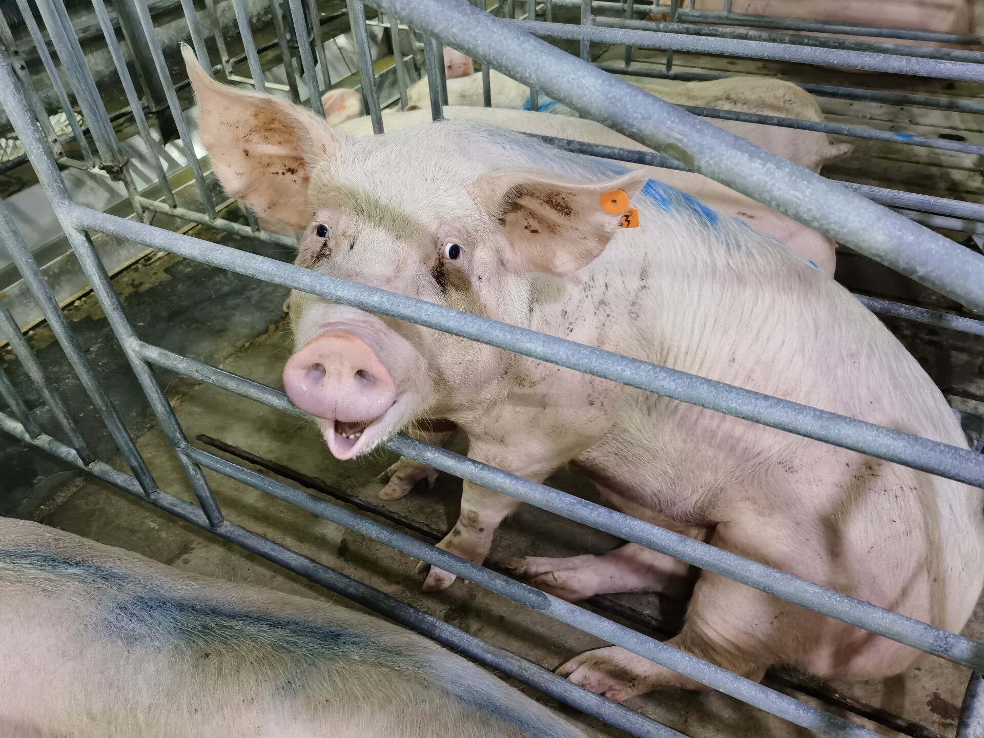 当猪发生腹泻时如何防控？