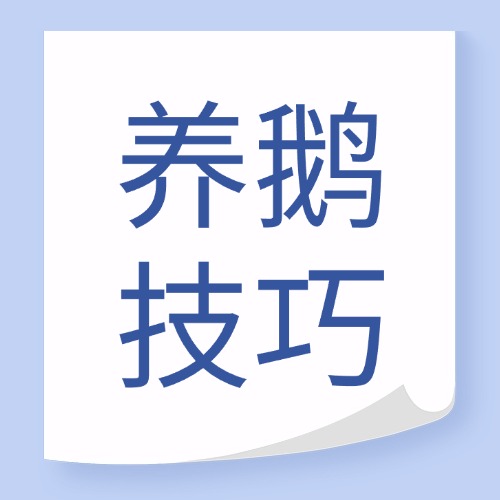 养鹅注意事项